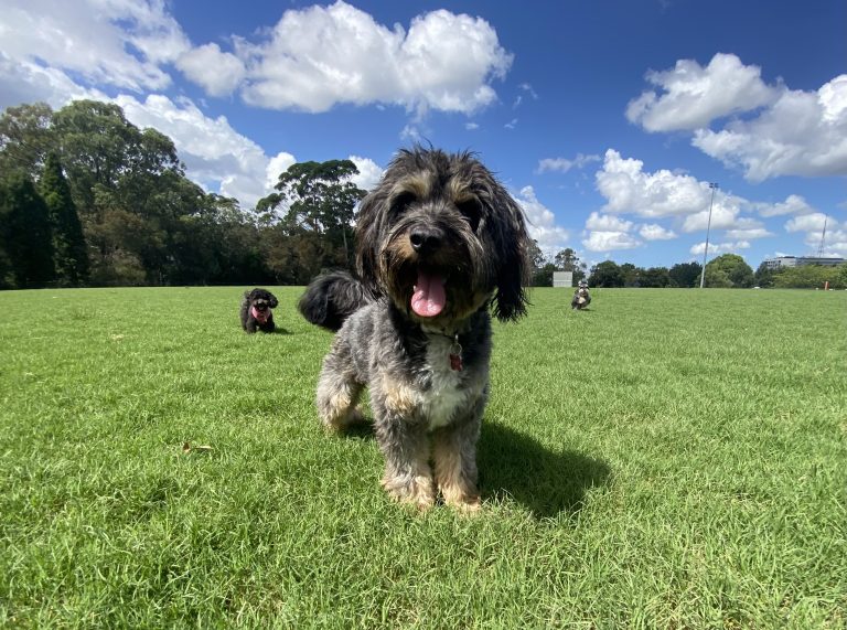 Dogs enjoying a group walk in a green park