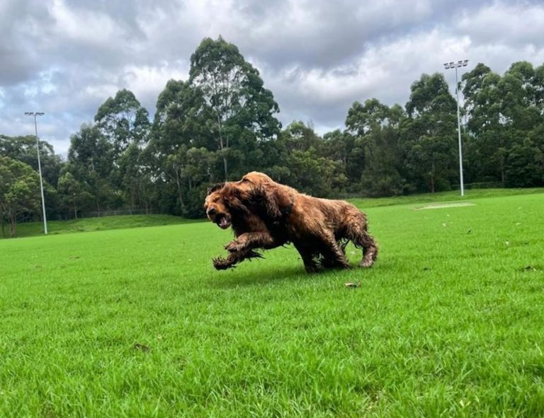 Two dogs playing together outdoors